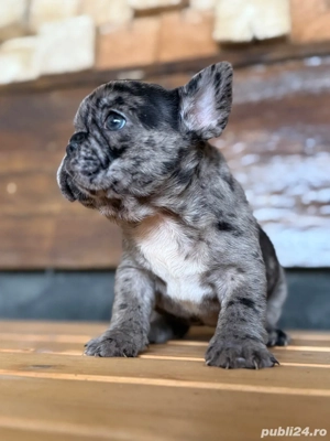 bulldog francez Merle - imagine 2