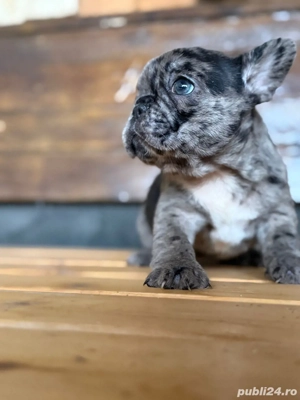 femela bulldog francez merle - imagine 2