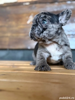 femela bulldog francez merle - imagine 3