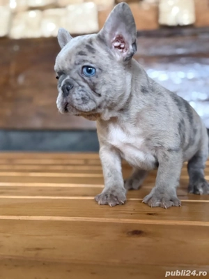 mascul merle bulldog francez 