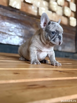 mascul merle bulldog francez  - imagine 5