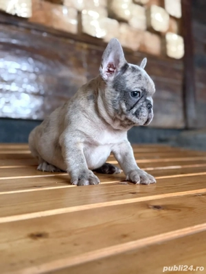 mascul merle bulldog francez  - imagine 2