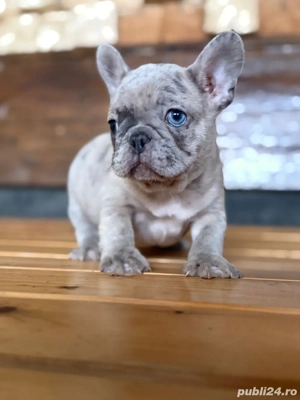 mascul merle bulldog francez  - imagine 3