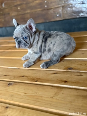 mascul merle bulldog francez  - imagine 4