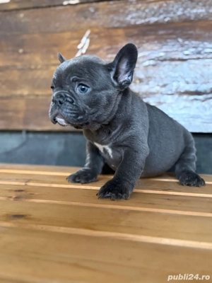 bulldog francez blue - imagine 4