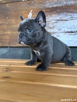 bulldog francez blue