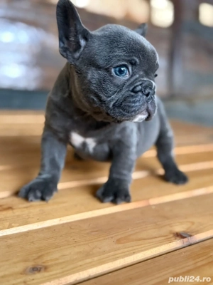 bulldog francez blue - imagine 2