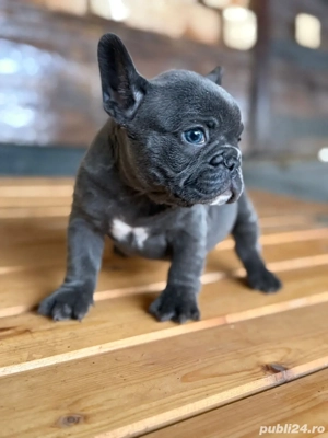 bulldog francez blue - imagine 3
