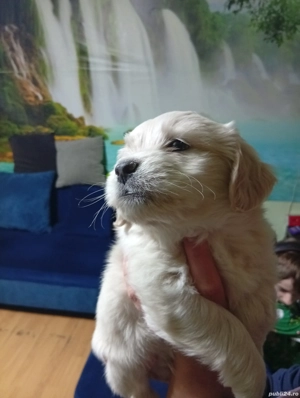 Vand catelusi rasa Bichon - imagine 4 Vand catelusi rasa Bichon - imagine 4