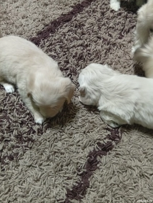 Vand catelusi rasa Bichon - imagine 2 Vand catelusi rasa Bichon - imagine 2