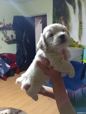 Vand catelusi rasa Bichon - imagine 3 Vand catelusi rasa Bichon - imagine 3