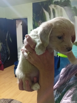 Vand catelusi rasa Bichon - imagine 5 Vand catelusi rasa Bichon - imagine 5