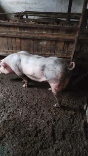 Vând purcea rasa pietran.  