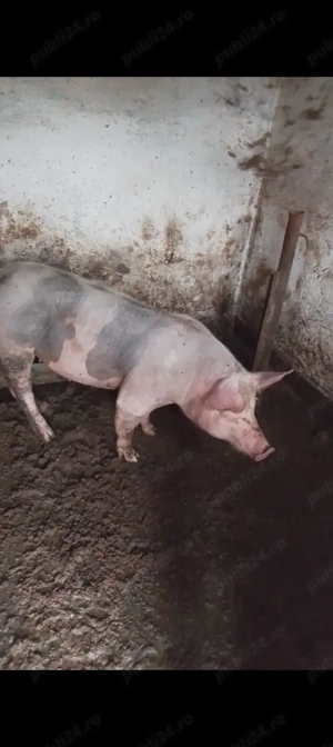 Vând purcea rasa pietran.   - imagine 2 Vând purcea rasa pietran.   - imagine 2