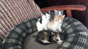 Pui pisica british short  - imagine 2