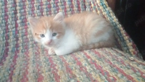 Pui pisica british short  - imagine 4