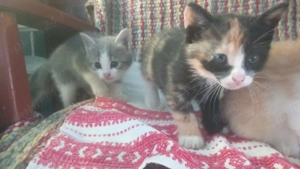 Pui pisica british short  - imagine 3