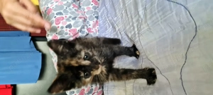 Pisicuta superba spre adoptie - imagine 3