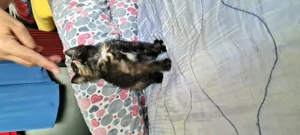 Pisicuta superba spre adoptie - imagine 2