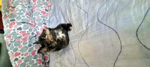 Pisicuta superba spre adoptie - imagine 4