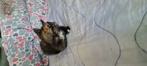 Pisicuta superba spre adoptie