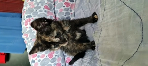 Pisicuta superba spre adoptie - imagine 5