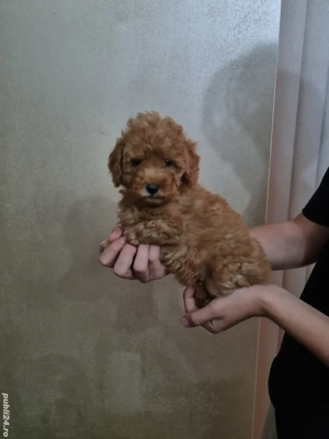 baietel toy pudel red