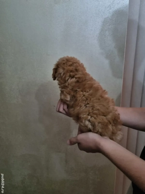 baietel toy pudel red - imagine 2 baietel toy pudel red - imagine 2