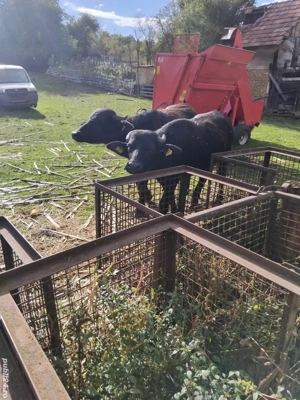 Vînd 3 junici bivol 