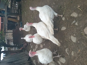 Vand curcanii frumosi de tara - imagine 2