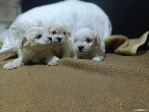 Bishon maltez  - imagine 4 Bishon maltez  - imagine 4