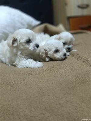 Bishon maltez  - imagine 2 Bishon maltez  - imagine 2