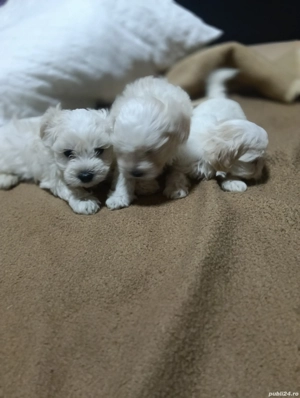 Bishon maltez  - imagine 5 Bishon maltez  - imagine 5