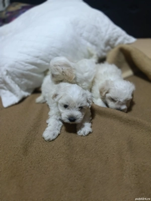 Bishon maltez  - imagine 3 Bishon maltez  - imagine 3