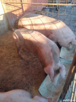 Vand porci de carne ,crescuti in gospodarie 