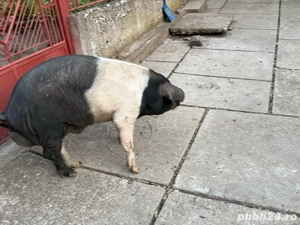 vand mascul bazna - imagine 3