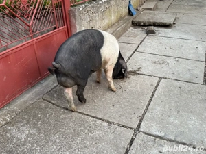 vand mascul bazna - imagine 4