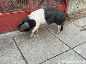 vand mascul bazna - imagine 5