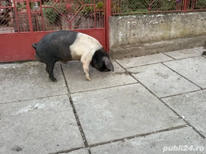 vand mascul bazna - imagine 2