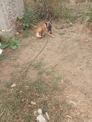 De vânzare ciini Ciobanesc Malinos virsta 13luni Mascul și mama virsta 2-4luni gestantă în 2lunifete - imagine 2 De vânzare ciini Ciobanesc Malinos virsta 13luni Mascul și mama virsta 2-4luni gestantă în 2lunifete - imagine 2