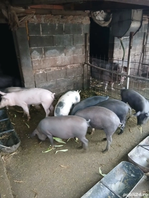 De vânzare burlinci 30-35 kg.