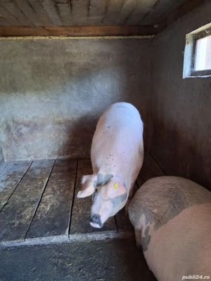 Porci de vanzare - imagine 2 Porci de vanzare - imagine 2