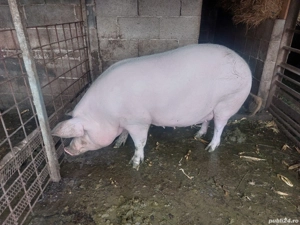 De vânzare de aproximativ 280 kg. - imagine 3