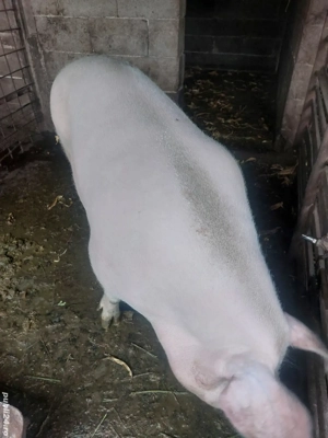 De vânzare de aproximativ 250 kg.