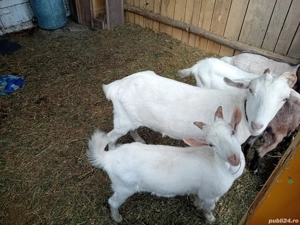 vand capre  - imagine 3