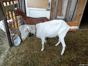 vand capre  - imagine 2