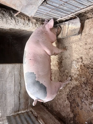 Vând porci și purcei  - imagine 3