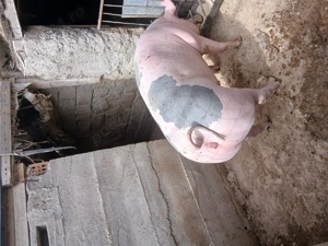 Vând porci și purcei  - imagine 4