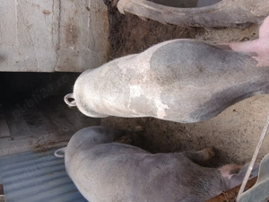 Vând porci și purcei  - imagine 2