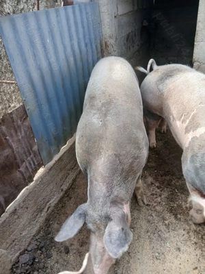 Vând porci și purcei  - imagine 5